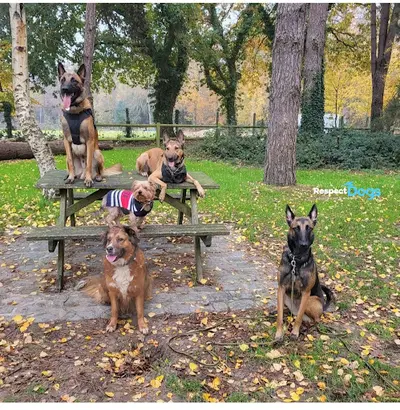 Éducateur Canin Saint-étienne Respectdogs