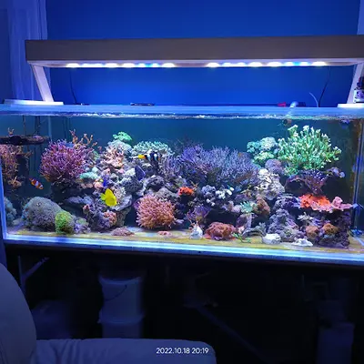 Zoanthus