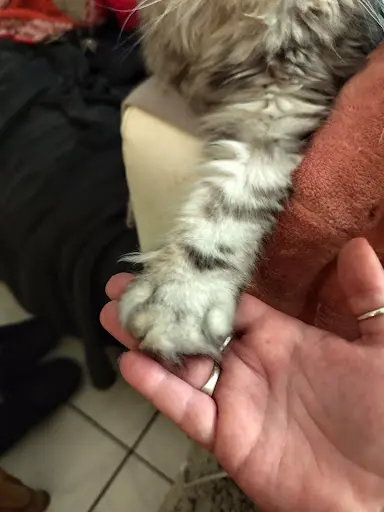 Les Héritiers de Bastet