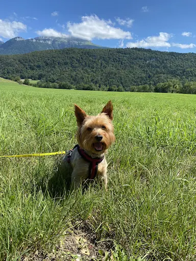 Unicanin | Éducateur Canin Voiron - Comportementaliste Canin