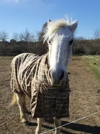 Centre Equestre Poney Club les Kiwis