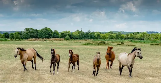 Ranch des Bords de Loire