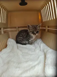 Atelier des Patounes