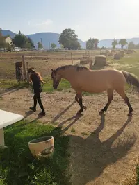 Centre Equestre les Portes Delt