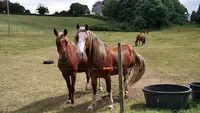 Centre Equestre Quimper - Poney Club de Lanveron