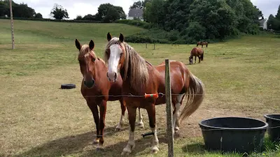 Centre Equestre Quimper - Poney Club de Lanveron