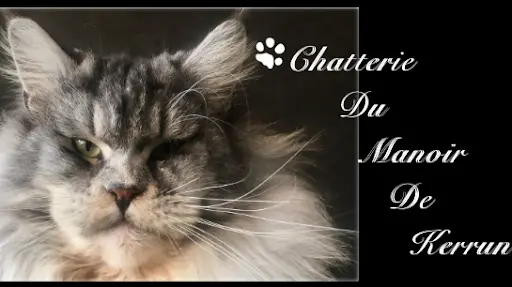 Chatterie du Manoir de Kerrun, Élevage de Maine Coon Loof en Bretagne Dans le Finistère.
