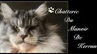 Chatterie du Manoir de Kerrun, Élevage de Maine Coon Loof en Bretagne Dans le Finistère.