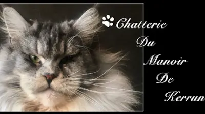Chatterie du Manoir de Kerrun, Élevage de Maine Coon Loof en Bretagne Dans le Finistère.