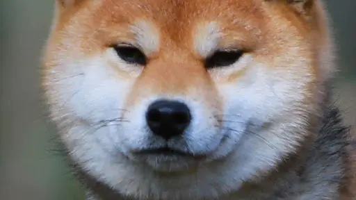 Elevage Shiba Inu ( Elevage Corgi ) du Temple Eikan Do Maryna Coueffe