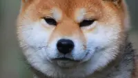 Elevage Shiba Inu ( Elevage Corgi ) du Temple Eikan Do Maryna Coueffe