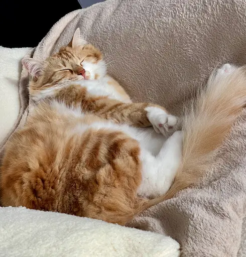 Association Main Dans la Patte
