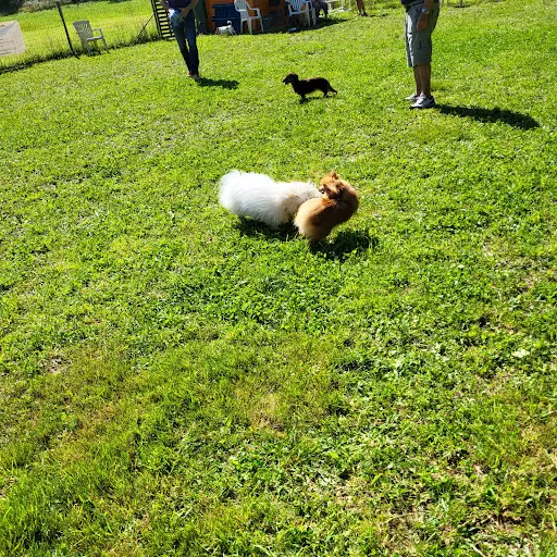Éducateur Canin - Autour de Mon Chien