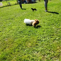 Éducateur Canin - Autour de Mon Chien