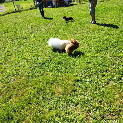 Éducateur Canin - Autour de Mon Chien