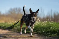 Can Ideal - Educatrice et Comportementaliste Canin