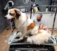 La Pita - Pension Canine - Toiletteur