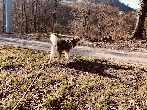 Des Loups du Valgo - Valg aux Loups- Alaskan Malamutes