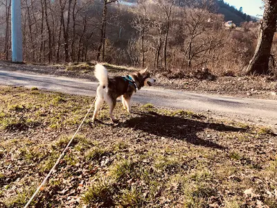 Des Loups du Valgo - Valg aux Loups- Alaskan Malamutes