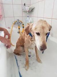 Au Beau Ti Chien Grosbois Veronique