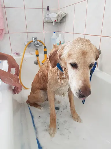 Au Beau Ti Chien Grosbois Veronique