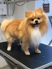 Cantal Chien