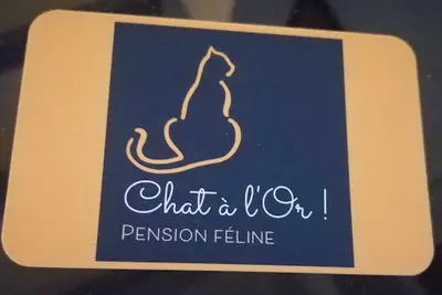 Chat À l'Or