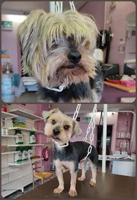Le Chien Beaute