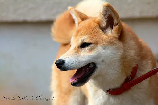 Elevage du Jardin de Chinzan So (race Élevée : Shiba Inu)