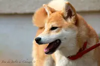 Elevage du Jardin de Chinzan So (race Élevée : Shiba Inu)