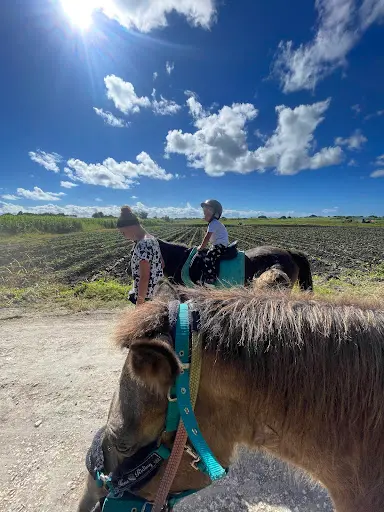 Equi Plus Bagghi