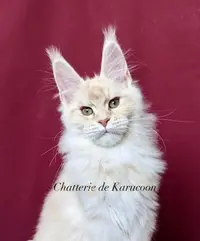 Karucoon