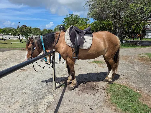 Karukera Horses