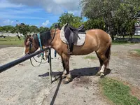 Karukera Horses