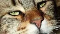 Chatterie des Coons de Kovou