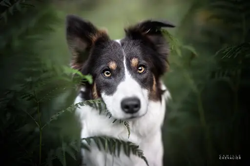 Élevage Border Collie Xémiris