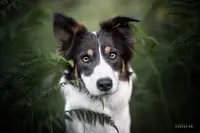 Élevage Border Collie Xémiris