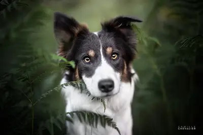 Élevage Border Collie Xémiris