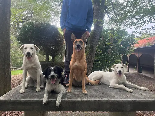 Meute&compagnie - Éducation Canine