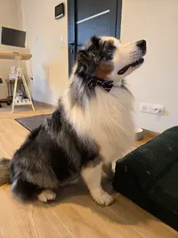 La Parenthèse Canine