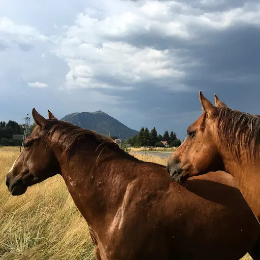 Pep Quarter Horses
