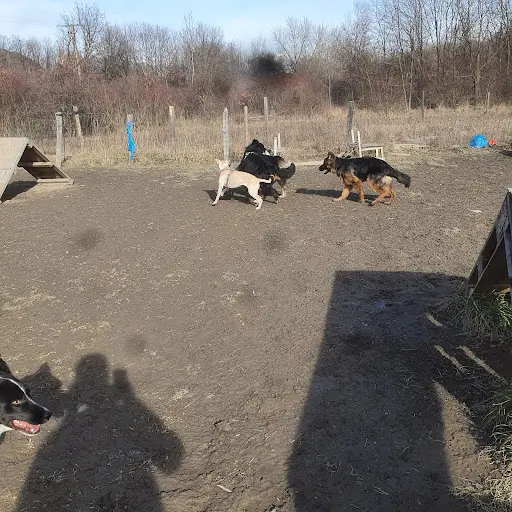 Complicité Homme et Chien