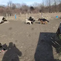 Complicité Homme et Chien