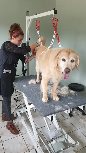 Dog Institut et Cie