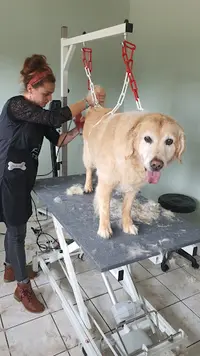 Dog Institut et Cie