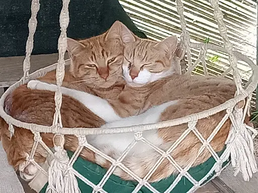 La Pension Chat Me Plait