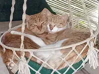 La Pension Chat Me Plait