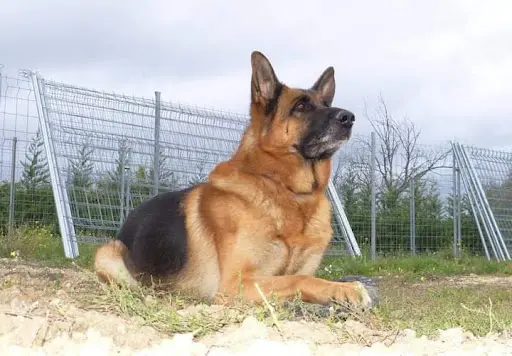 Centre Canin