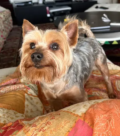 Saint Genis Dog