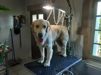 Canin Max